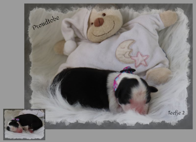 befunky-collage-1-1