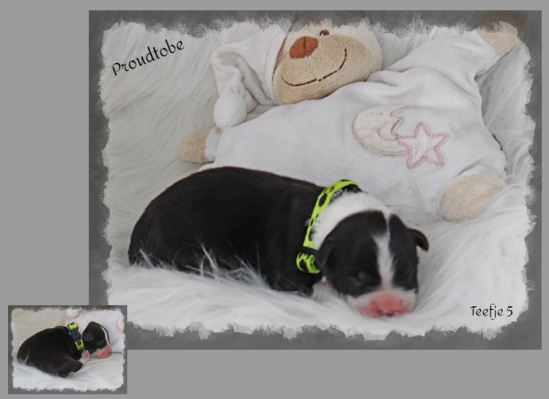 befunky-collage-3-1