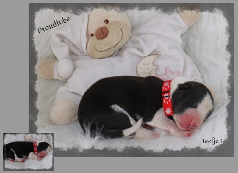 befunky-collage-7