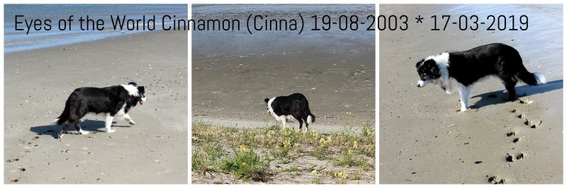 cinna-rip