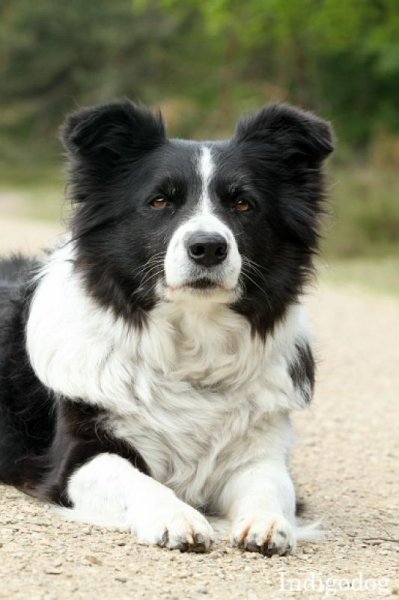 img140501-indigodog-deconinck-082
